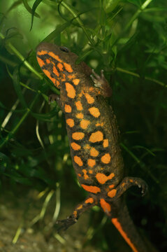 Closeup on an aquatic female of the endangered Asian, Hongkong warty newt , Paramesotriton hongkongensis