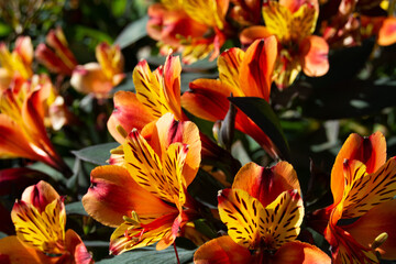 red and yellow flower lily 