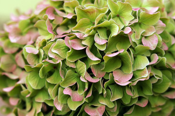 Green leaves. Hydrangea Macrophylla for background. Blurred Beautiful  hydrangea or Hortensia flower close up. Natural floral background. Lush flowering Hortensia. Autumn flower background