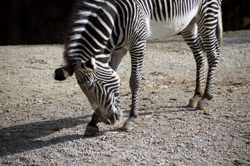 Obraz na płótnie Canvas A single close up view of a zebra bowing