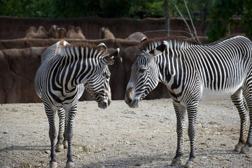 Two zebras looking lovingly at each other