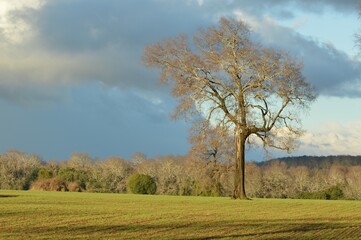 trees in the field
