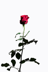 Red rose isolated on a white background