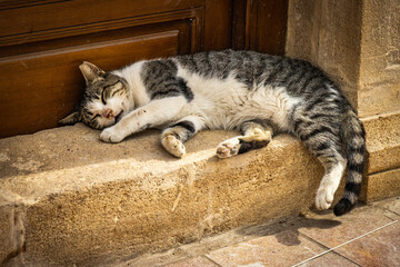 stray cat in morocco, rabat, kasbah of the udayas, north africa