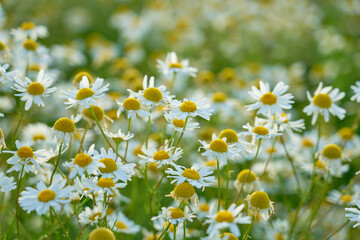 Chamomile meadow in the rays of the sun as a natural background.