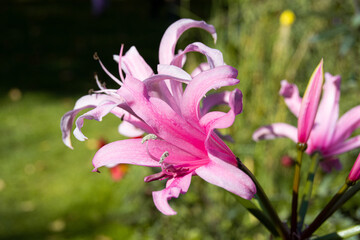 pink flower lilies in the garden