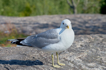 A seagull near on a granite stone in the sun.