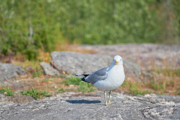 A seagull near on a granite stone in the sun.