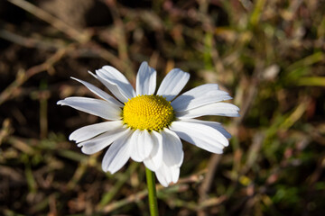 daisy in the garden flower 