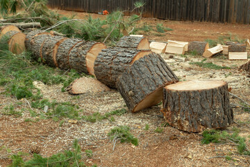 Pine Firewood Rounds Cut 