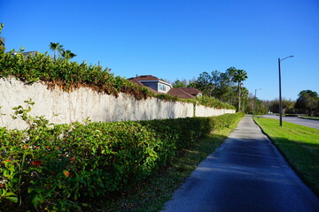 Green ivy plant on a wall was destroyed