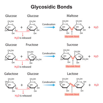 Scientific Designing of Glycosidic Bonds. Glycosidic Bond Formation From Two Monomers. Vector Illustration.