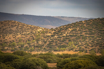 olive grove, rif mountains morocco, north africa