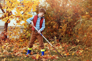 Full length picture of a boy collecting leafs with rake