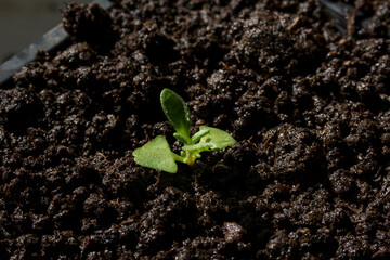 Young small lavender Lavandula Officinalis plant growing in a pot. The concept of growing lavender from seed. Close up, selective focus