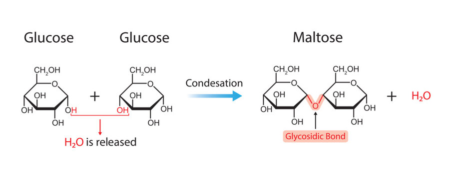 Maltose Formation. Glycosidic Bond Formation From Two molecules of  Glucose. Vector Illustration.