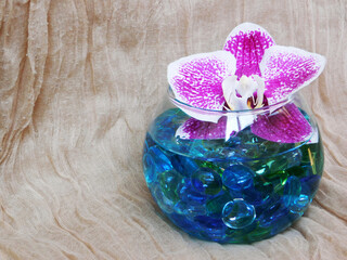 Beautiful orchid flower in bowl with water and glass stones.