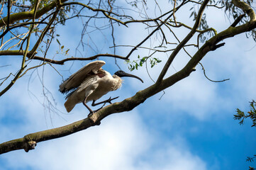 Australian White Ibis (Threskiornis molucca)