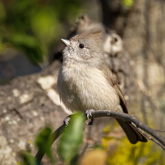 Oak Titmouse