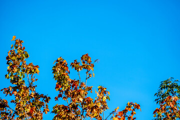 colorful fall foliage in the tree tops against a blue sky