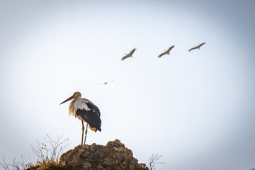 flock of storks, white storks, ciconia ciconia, overwinter, morocco, north africa © Andrea Aigner