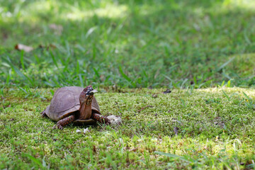 Turtle with food in its mouth on green grass