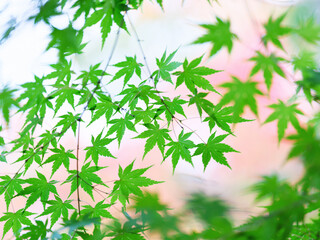 緑の紅葉