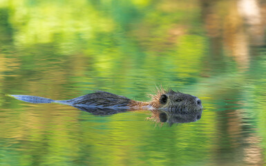 Nutria spiegelt sich im Wasser.