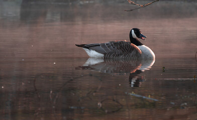Canada Goose with water reflection in a beautiful light