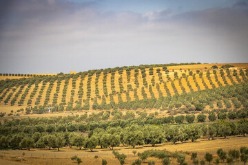 olive grove in morocco, olives, north africa
