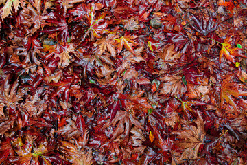Fototapeta premium red and yellow leaves