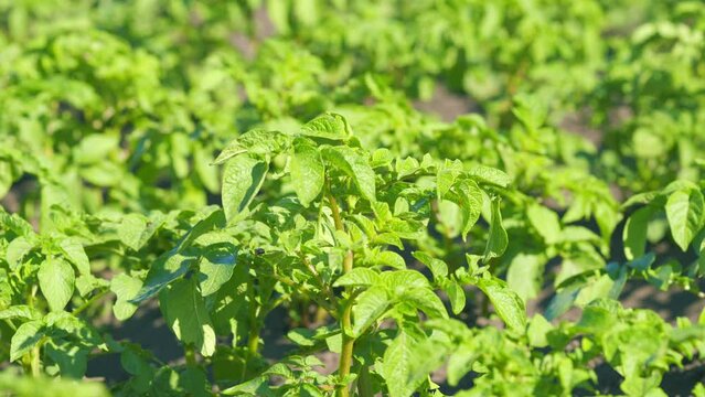 Colorado beetle eggs. Green potato leaves. Agriculture. Summer sunny day. Pests parasitize potatoes. Slow motion.