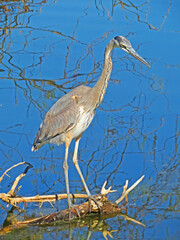 A blue Heron perched on a branch patiently waiting for a meal to swim by