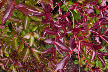 Fresh organic blueberry with branch. Turkey forest.