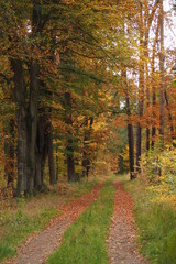 Leśna ścieżka przez las jesienią