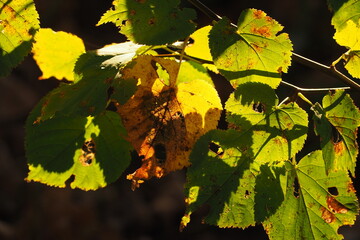 Zielone i żółte liści na świetle słoneczny
