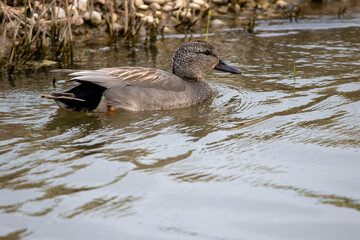 A Gadwall Duck (Mareca strepera) swimming.