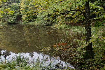 Obraz na płótnie Canvas autumn leaves on the river