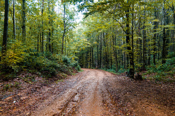 path in the woods Autumn landscape. A scene from a splendid autumn day.