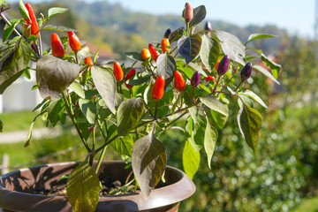 Bush of jalapeno pepper plant in a pot