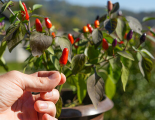 Picking a jalapeno - medium-sized chili pepper plant.