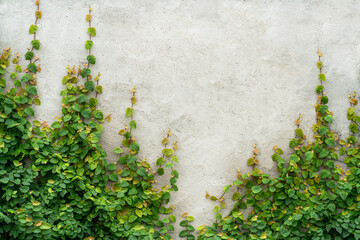 Horizontal plaster wall with ivy.