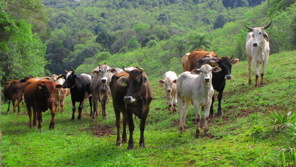 white black and brown cows in the green field farm