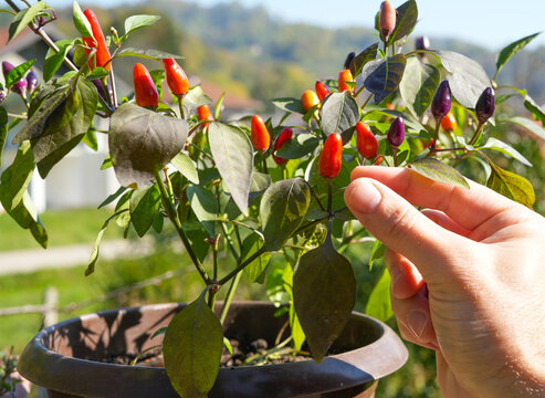 Picking a jalapeno - medium-sized chili pepper plant.