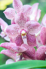 Purple Cymbidium orchid hybrid with selective focus, natural flower