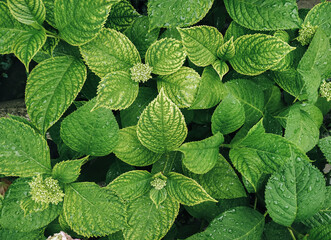 Large green leaves of a hydrangea bush with large rain drops. Natural background.