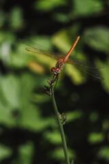 dragonfly on a leaf