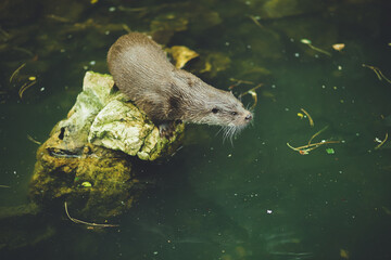 otter in the water