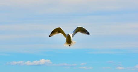Seagull in Flight