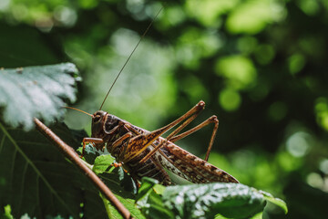 grasshopper on the grass